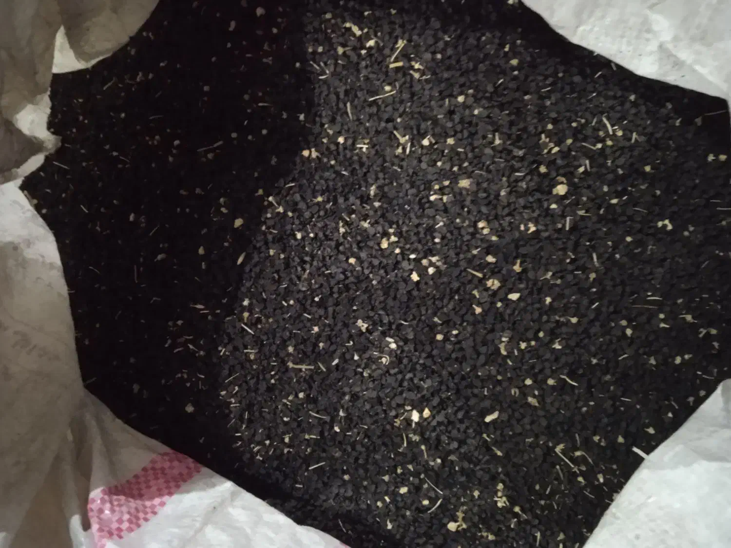 بذر پیاز قرمز درجه یک|خدمات باغبانی و درختکاری|جیرفت, |دیوار