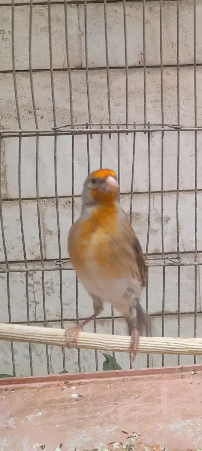 فروش سهره قناری|پرنده|اصفهان, نقش جهان|دیوار