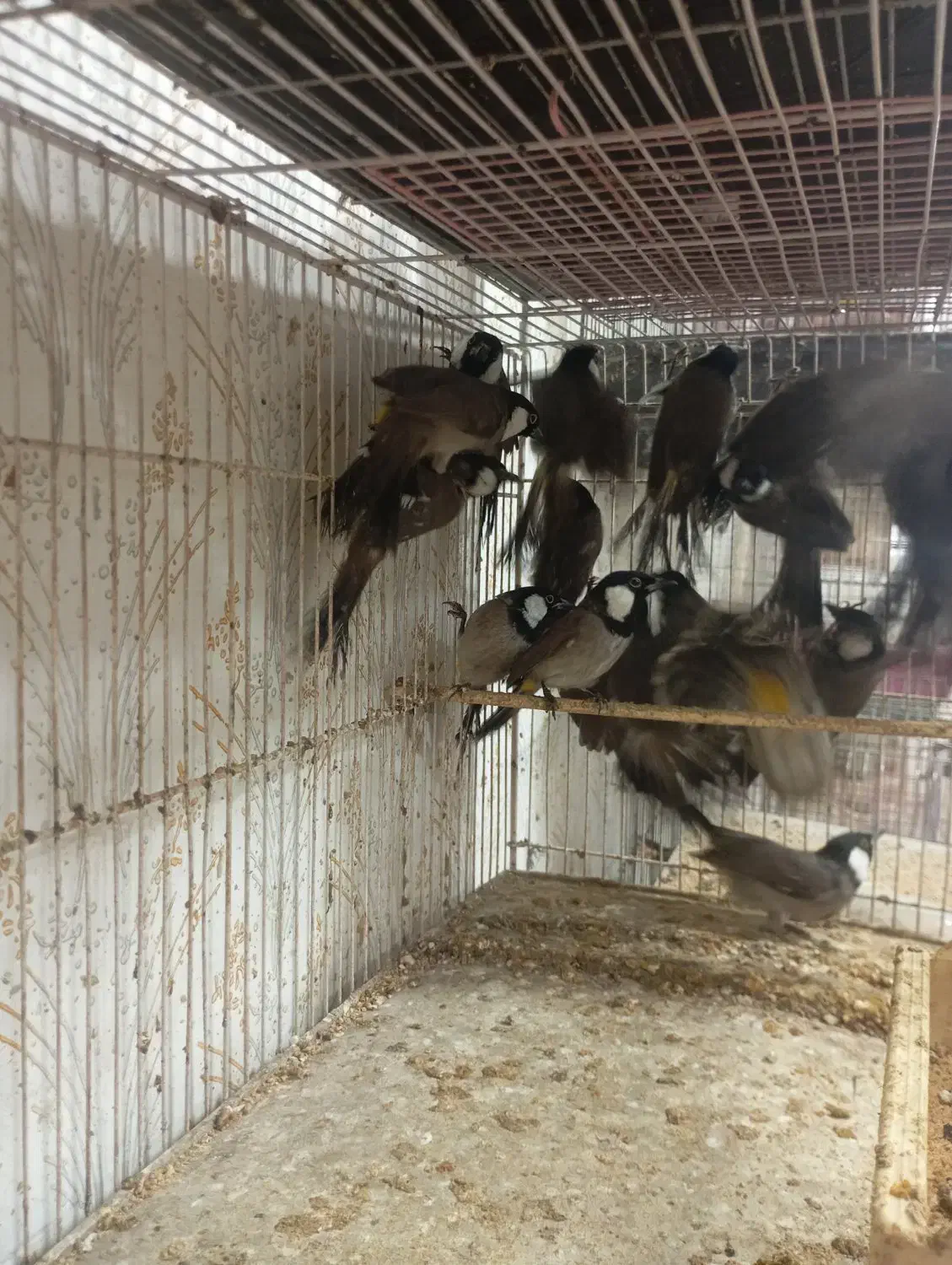 بلدرچین از جوجه تا مولد موجود|پرنده|رشت, علی آباد|دیوار