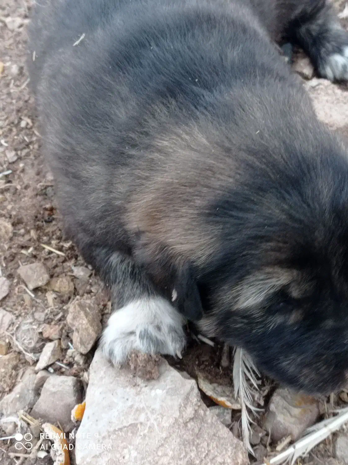 توله سرابی ماده|سگ|کرمانشاه, |دیوار