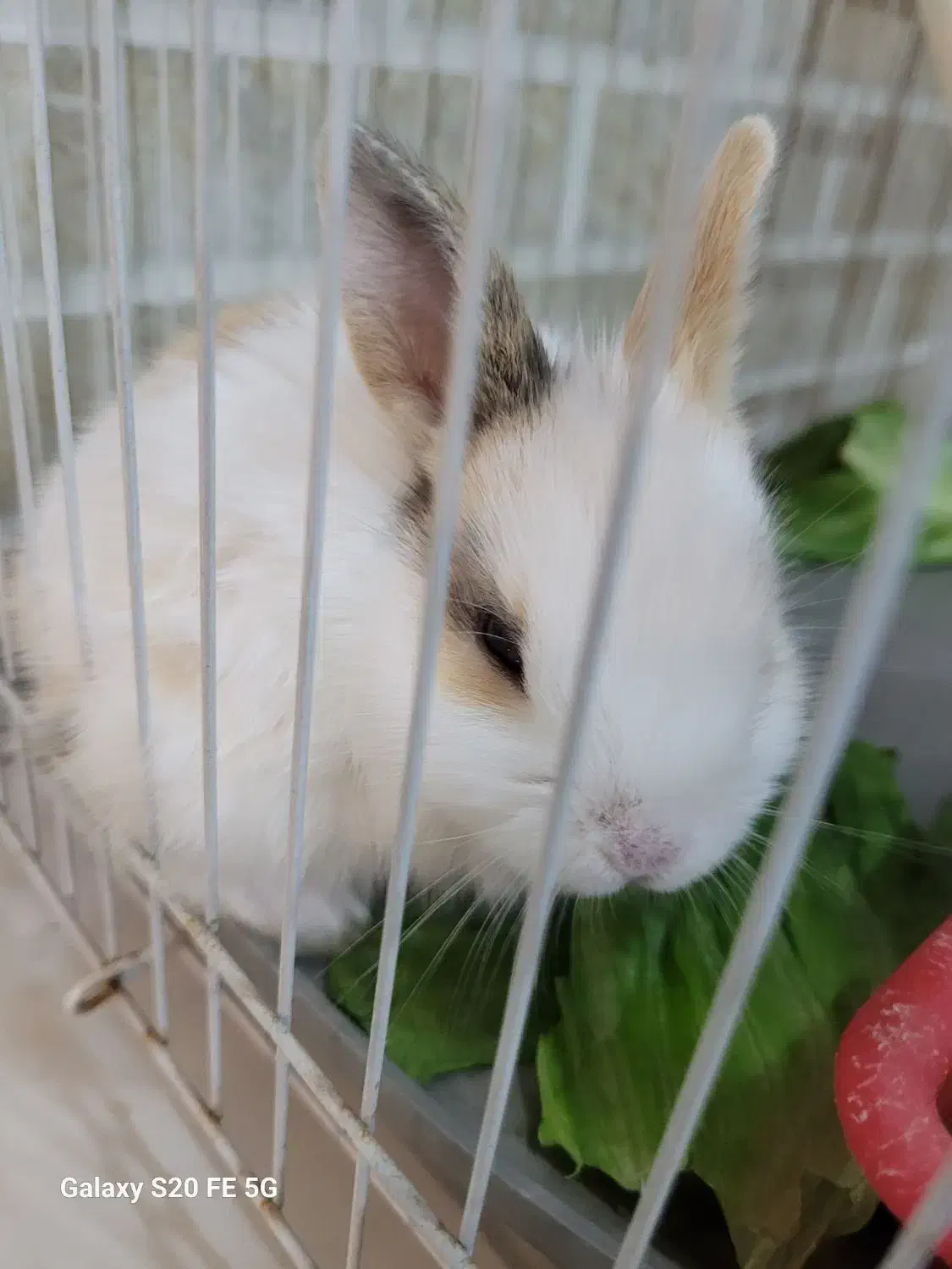 توله خرگوش|موش و خرگوش|بندر ماهشهر, |دیوار