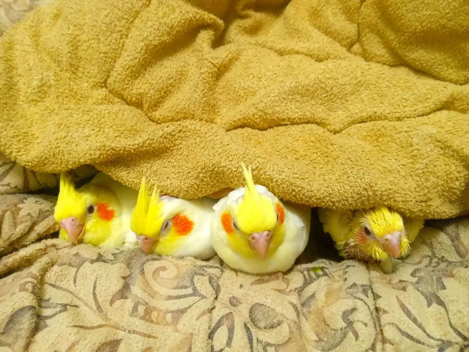 طوطی آموزش دیده بسیار رام و دستی بزرگ شده در خانه|پرنده|آمل, |دیوار