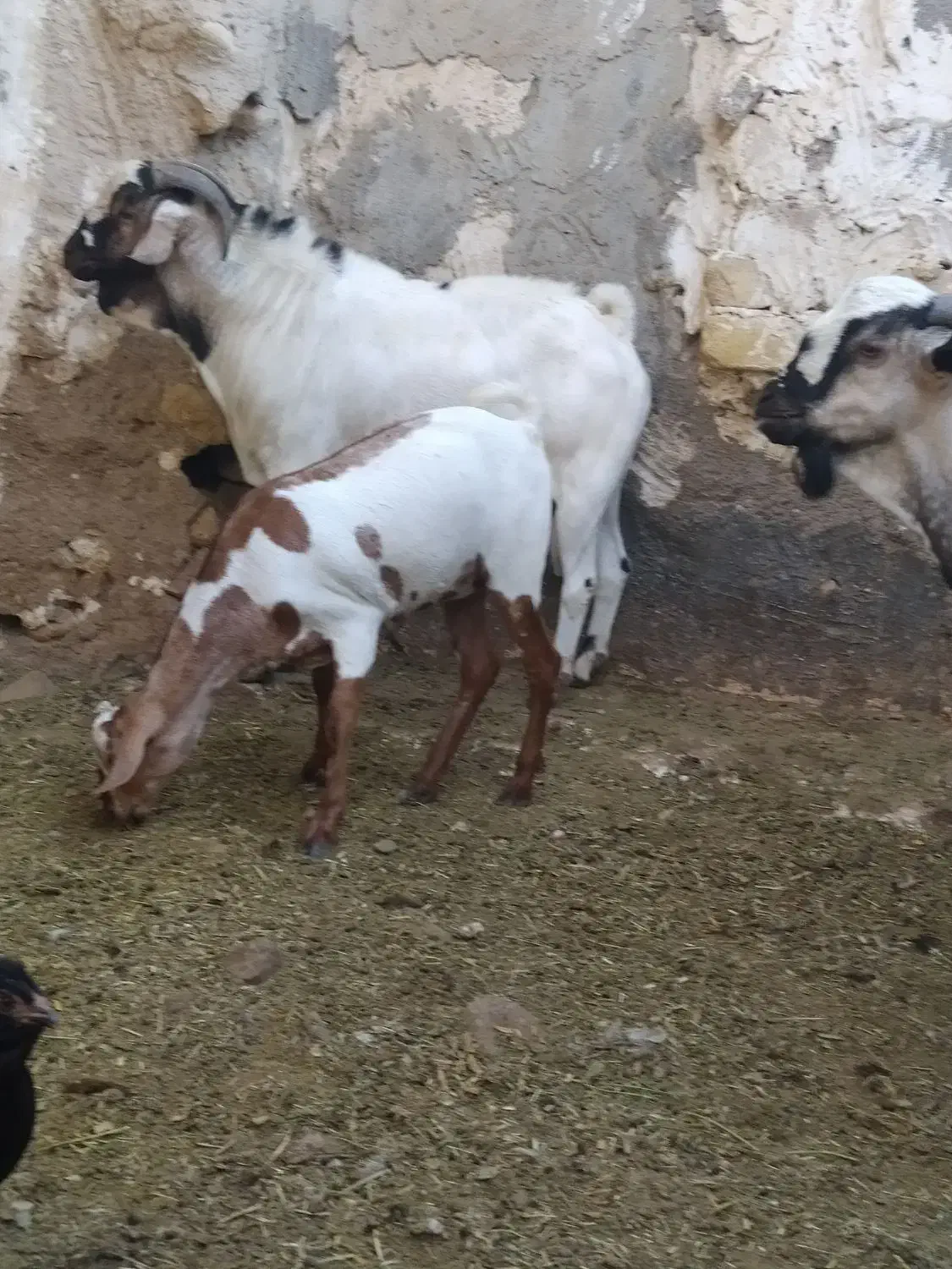 فروش عدد حیوان سومال|حیوانات مزرعه|کوخرد هرنگ, |دیوار