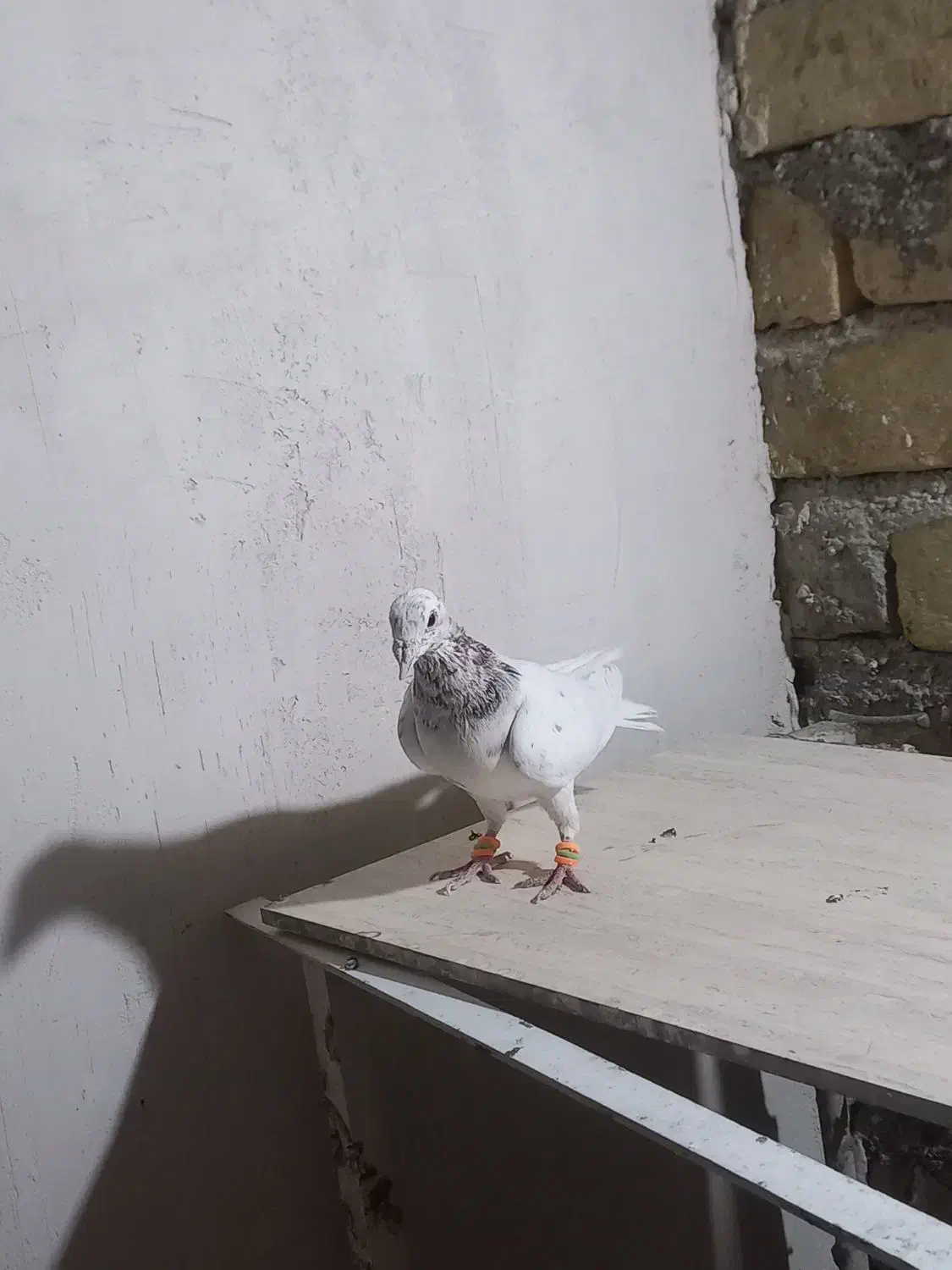 سار کرمونی سوسکی سرخ|پرنده|تربت‌حیدریه, شهرک ولیعصر|دیوار