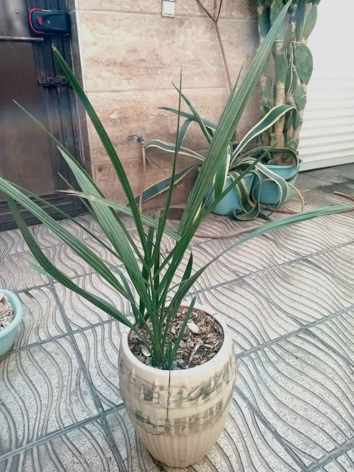 نخل خرما نهال 5 ساله|گل و گیاه طبیعی|بهارستان, |دیوار