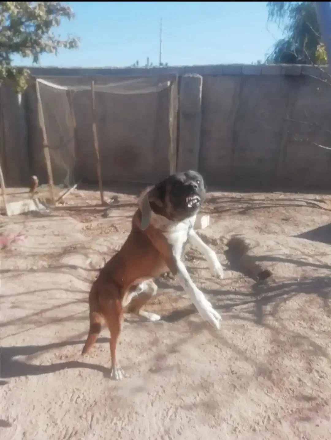 سگ نگهبان سرابی نر یکساله|سگ|چهارباغ, |دیوار