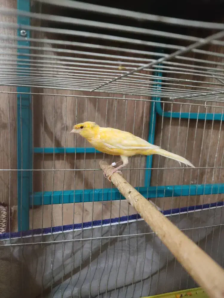 قناری|پرنده|رفسنجان, |دیوار