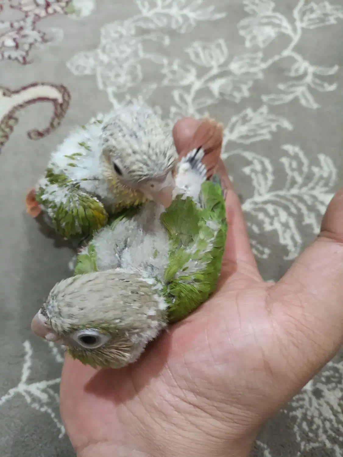 جوجه گرینچیک|پرنده|چهاردانگه (تهران), |دیوار