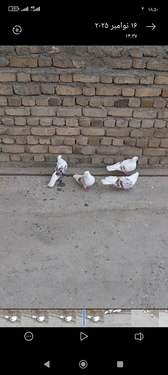 پلنگ نباتی|پرنده|دورود, |دیوار