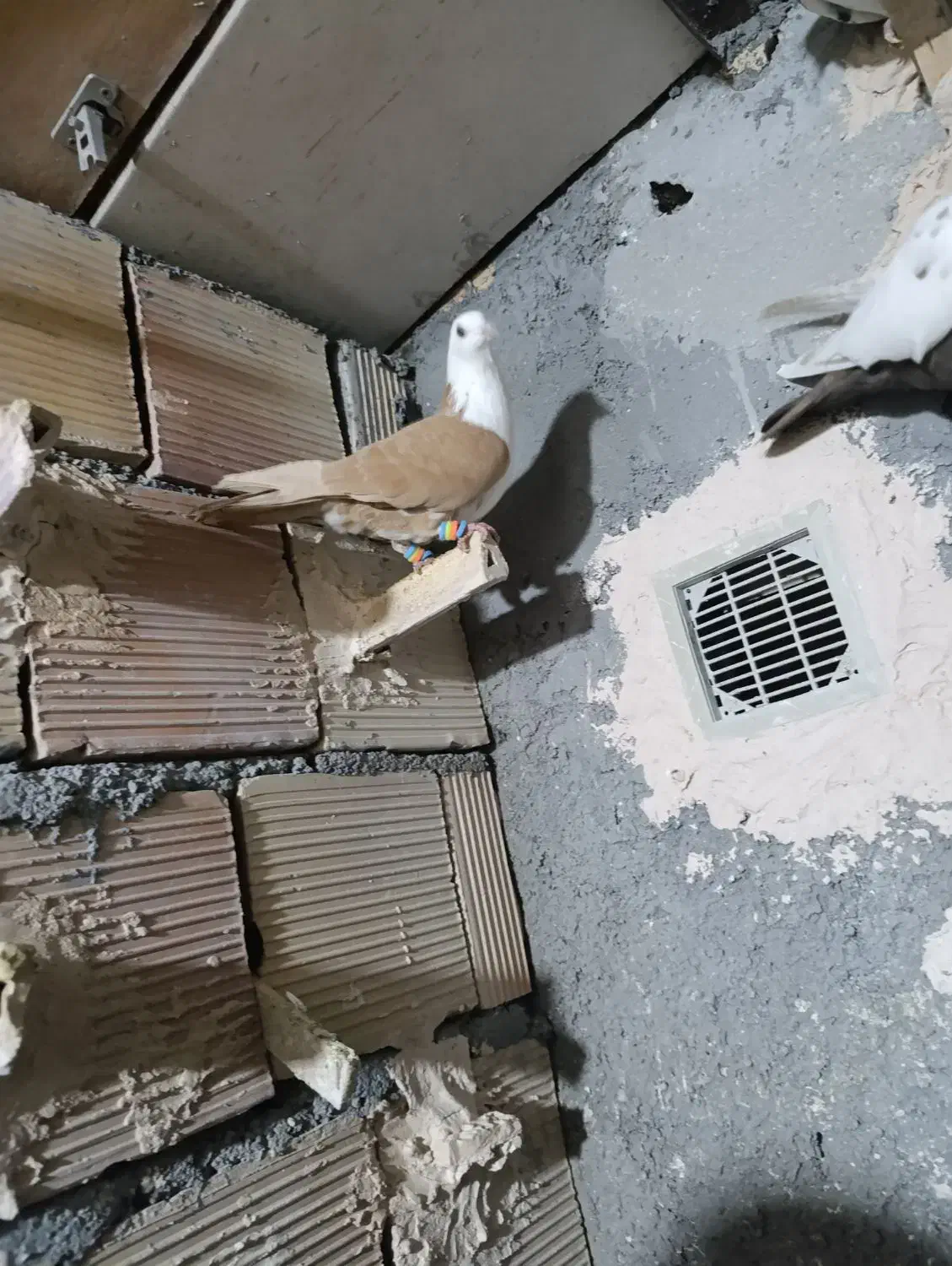 کفتر پرشی کلاغ زرد|پرنده|مشهد, امیرآباد|دیوار