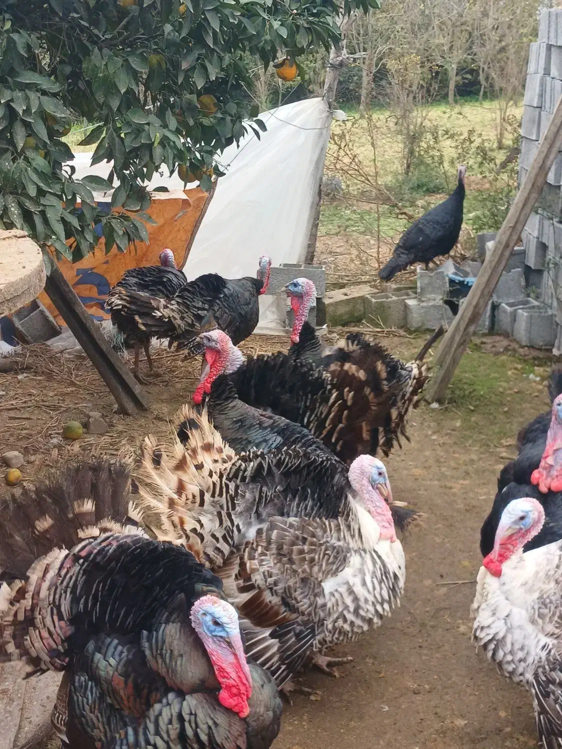 بوقلمون نر بالغ گوشتی|حیوانات مزرعه|گلوگاه بابل (گلیا), |دیوار