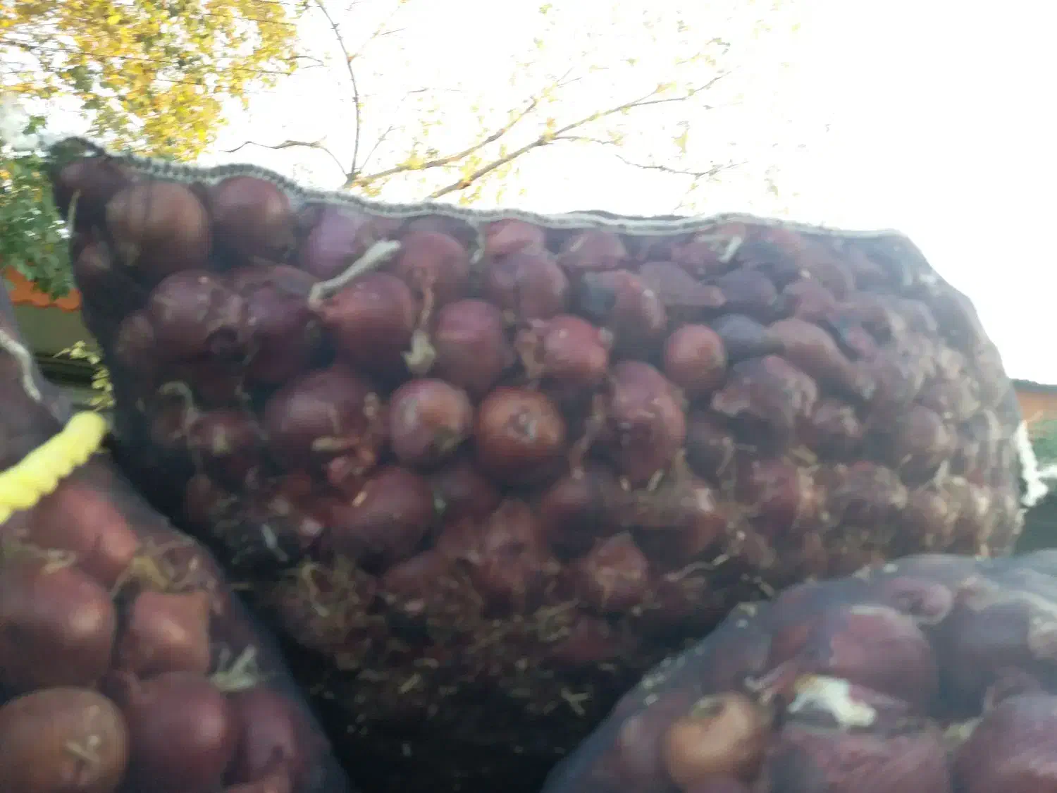 خرید و فروش پیاز عمده|خدمات باغبانی و درختکاری|بناب, |دیوار