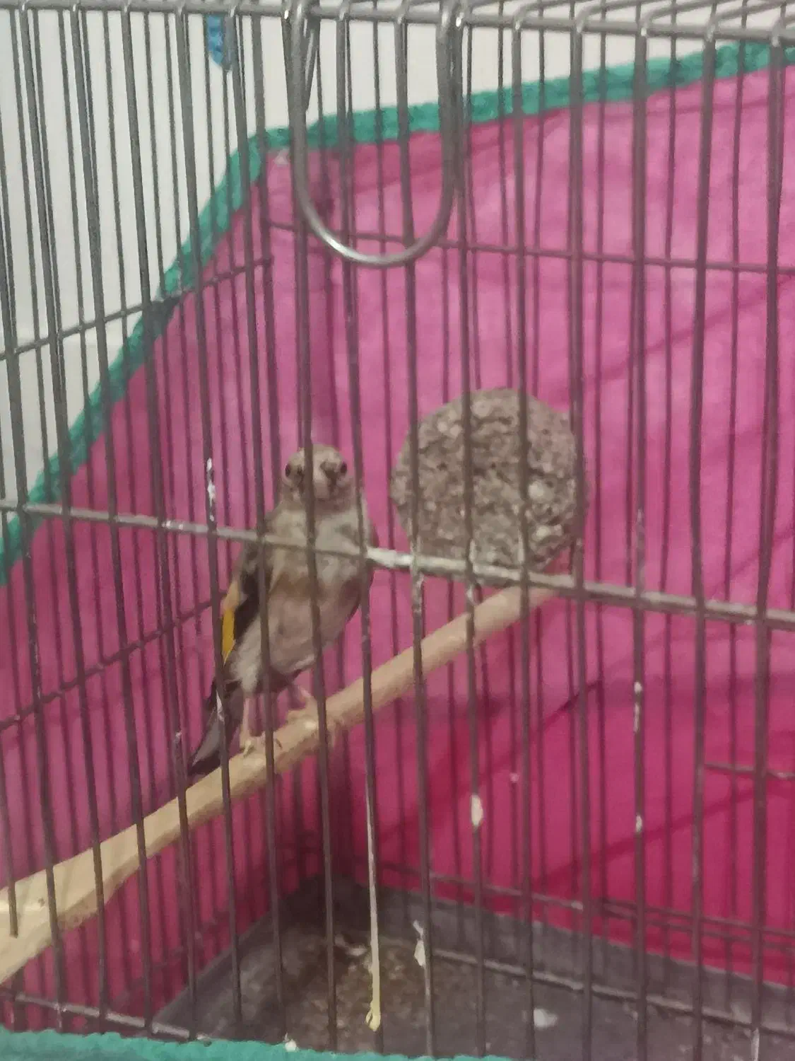 جوجه سهره|پرنده|کرمانشاه, |دیوار