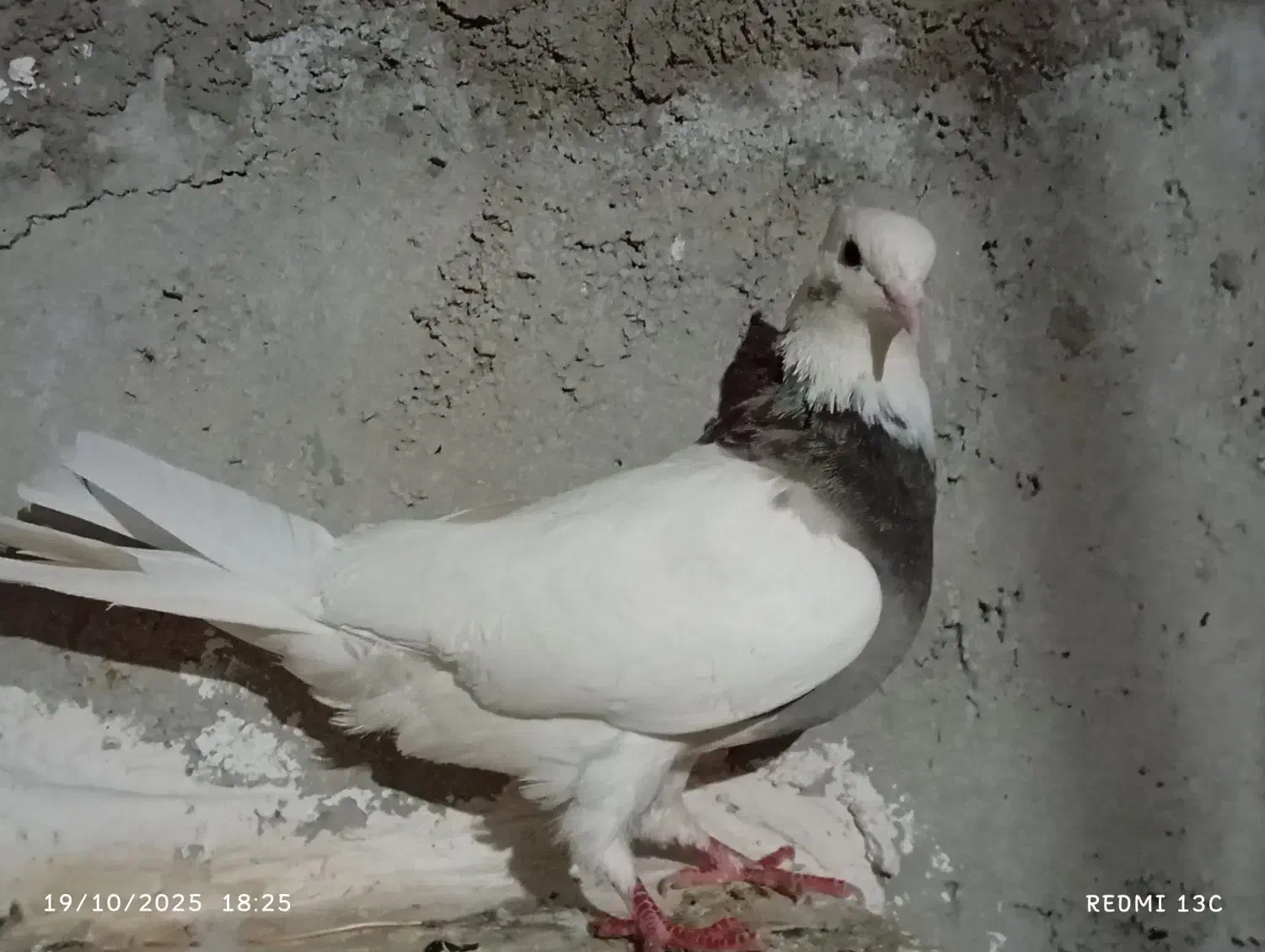 کبوتر طوقی|پرنده|چرداول, |دیوار