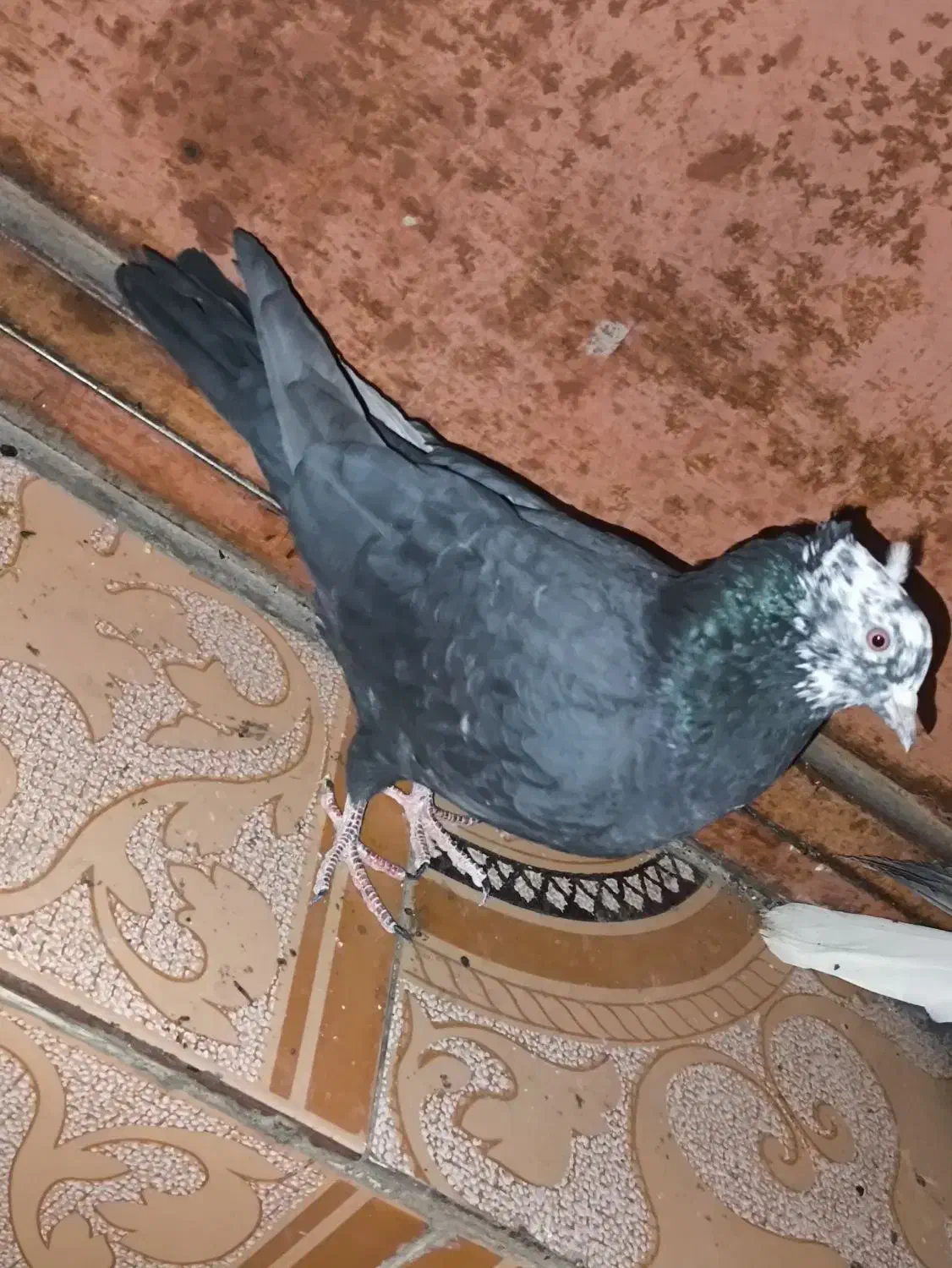 5 عدد کبوتر|پرنده|دهدشت, |دیوار