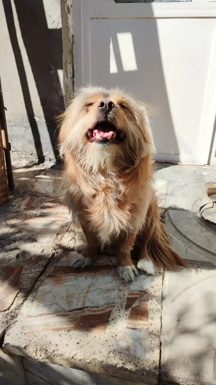 فروش سگ خانگی تمیز|سگ|داراب, |دیوار