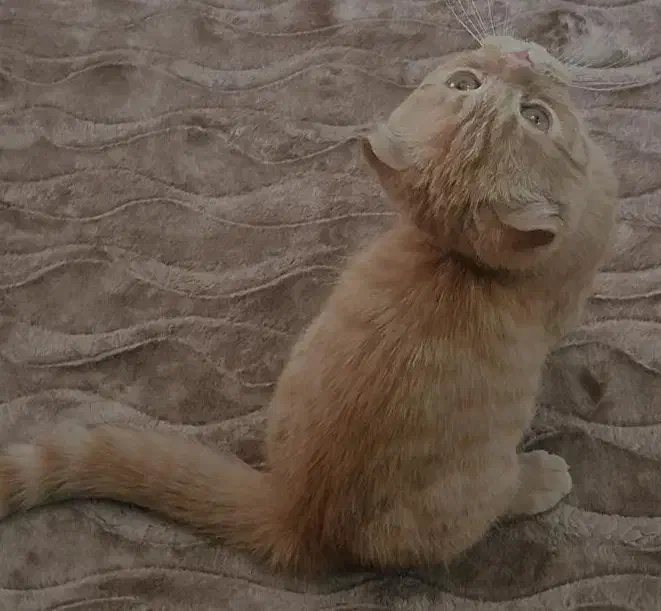 اسکاتیش نر دبل فولد گلد گارفیلدی|گربه|تهران, شهرک استقلال|دیوار