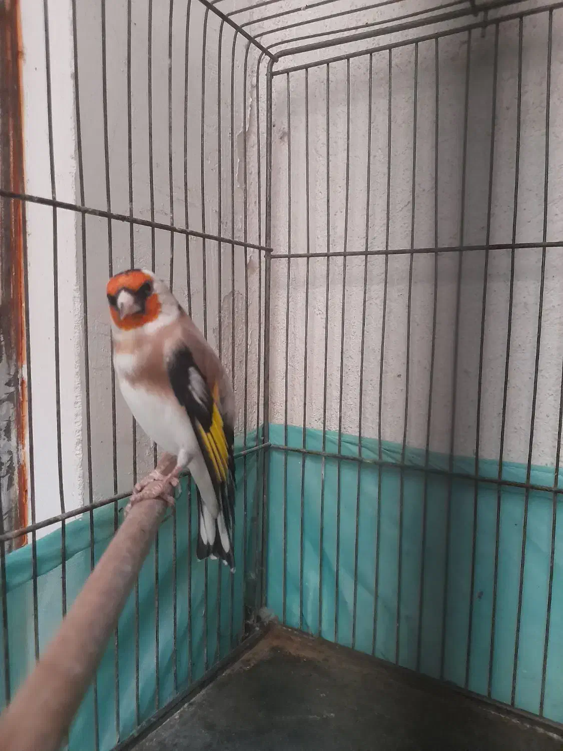 سهره نر|پرنده|بهارستان, |دیوار