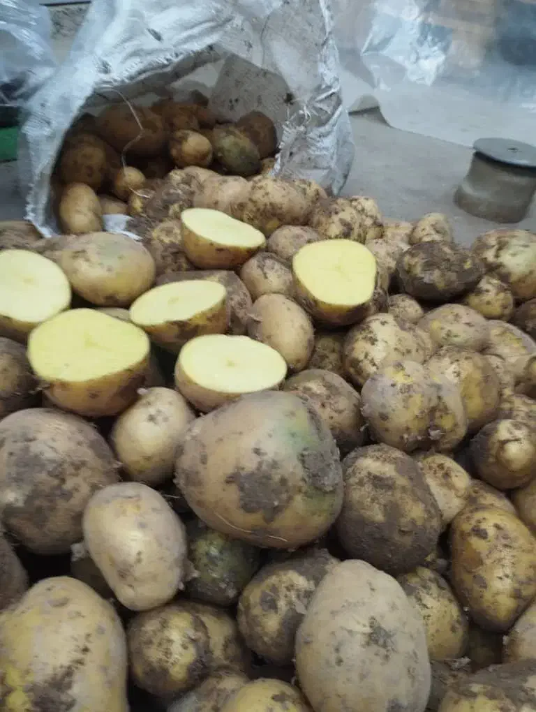 سیب زمینی نژاد آگریا|عمده‌فروشی|هشترود, |دیوار