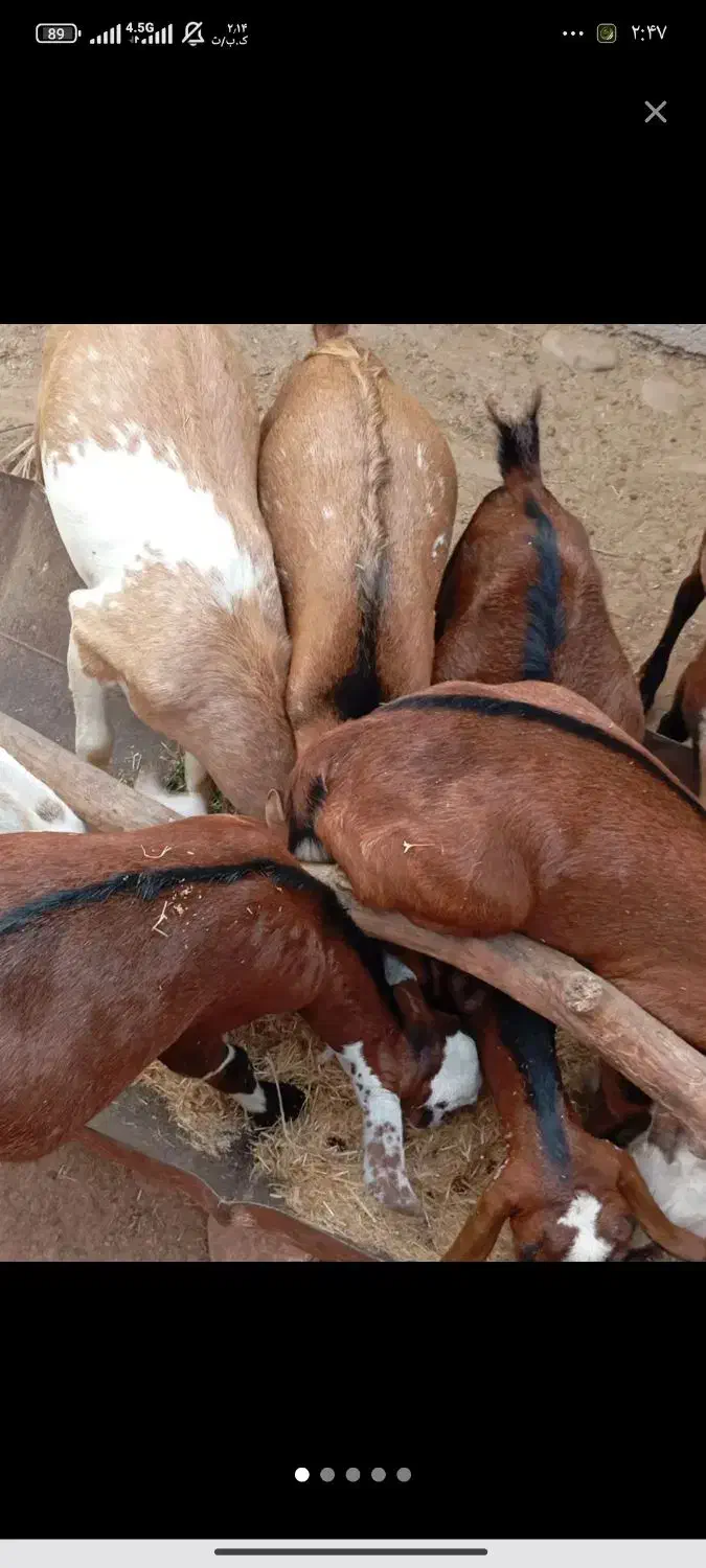 نری و گیسه فروشی|حیوانات مزرعه|قشم, |دیوار