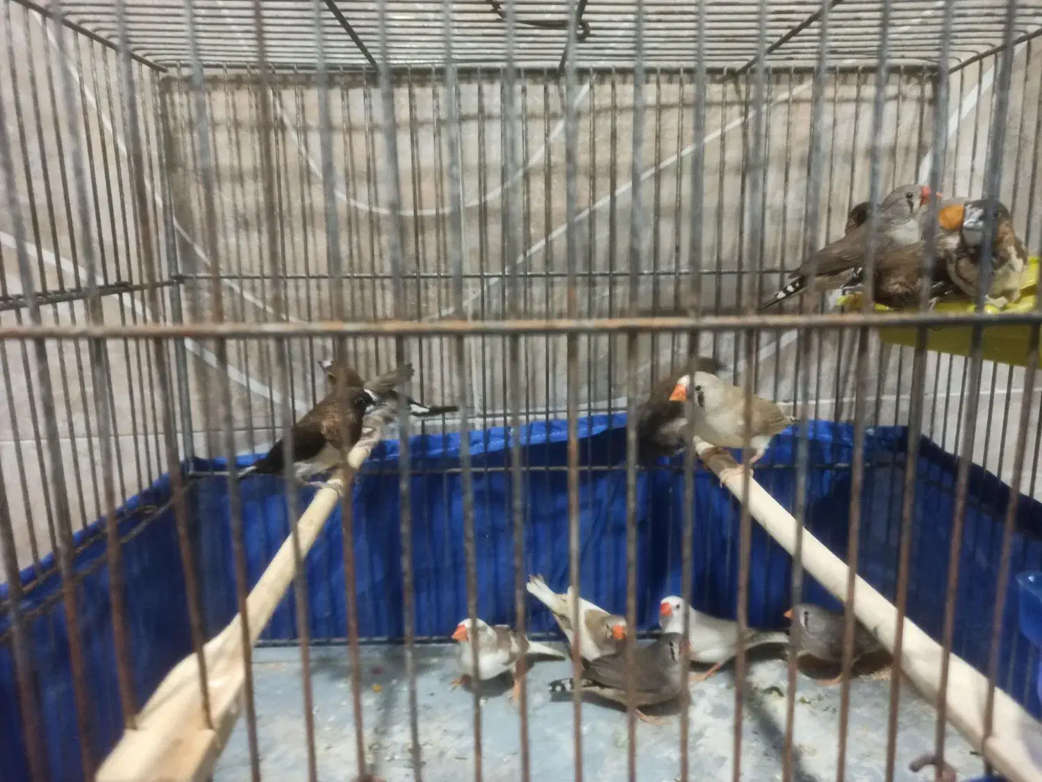 فنچ تعدادی|پرنده|اندیشه, اندیشه فاز ۱|دیوار