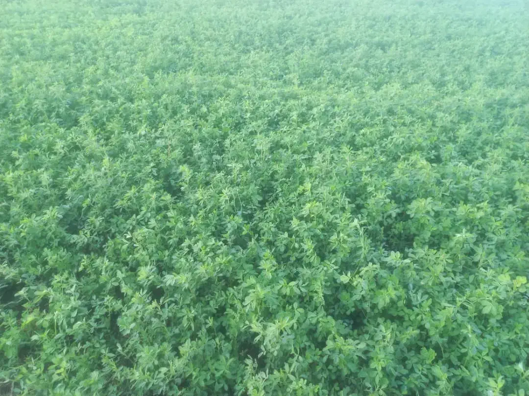 فروش بذر یونجه|خدمات باغبانی و درختکاری|شیراز, نجم آباد|دیوار