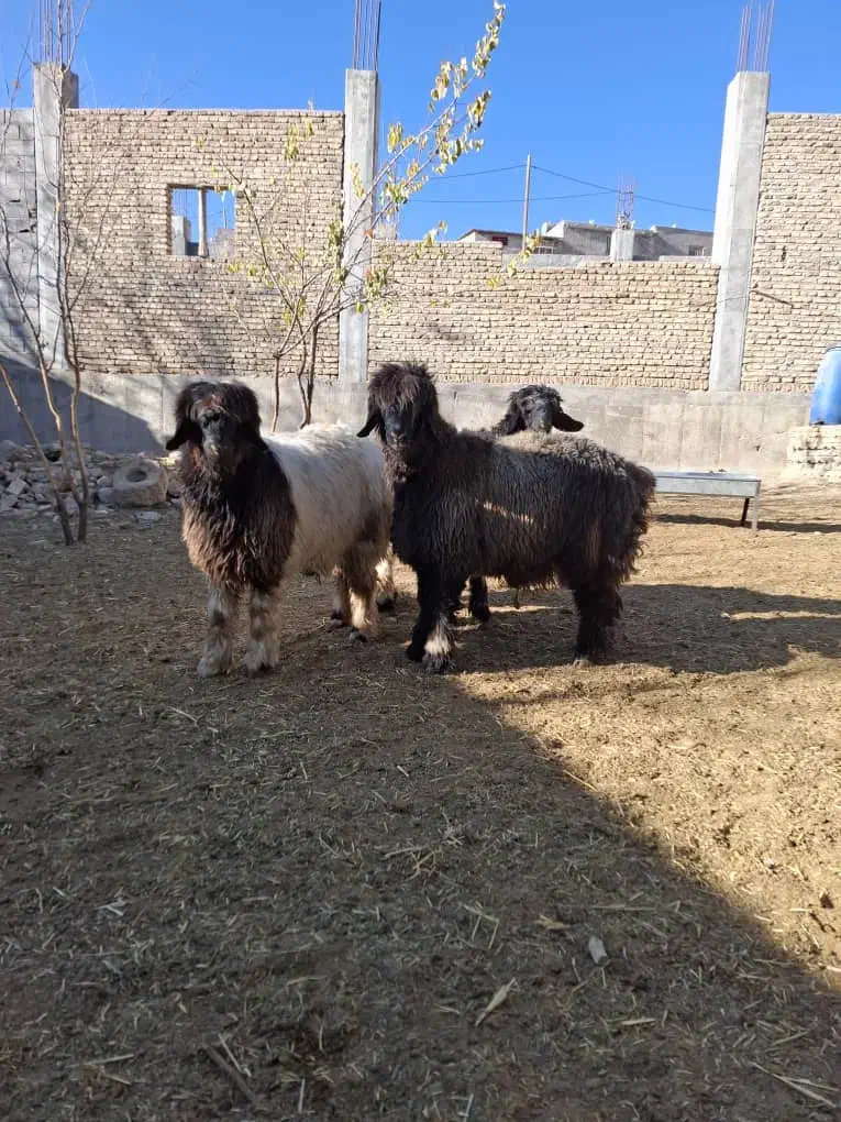 بره نر تخمی|حیوانات مزرعه|شهرکرد, |دیوار