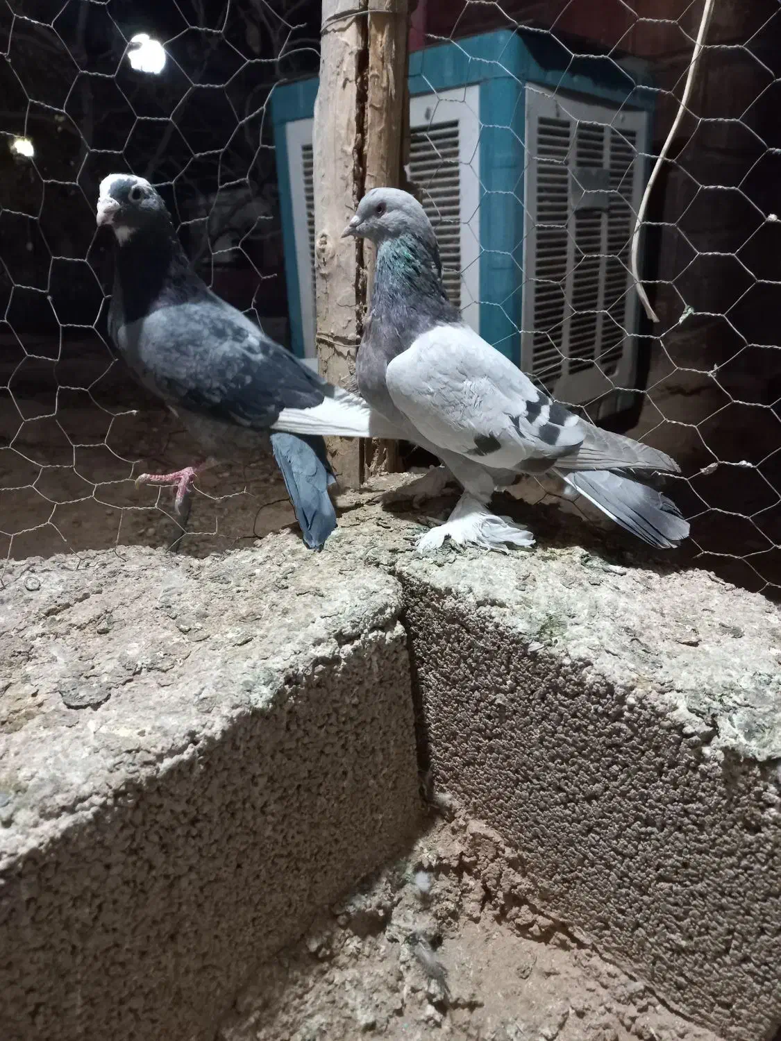 ۵تا کفتر بیگیری دس اولی|پرنده|شیراز, فرودگاه شهید دستغیب شیراز|دیوار