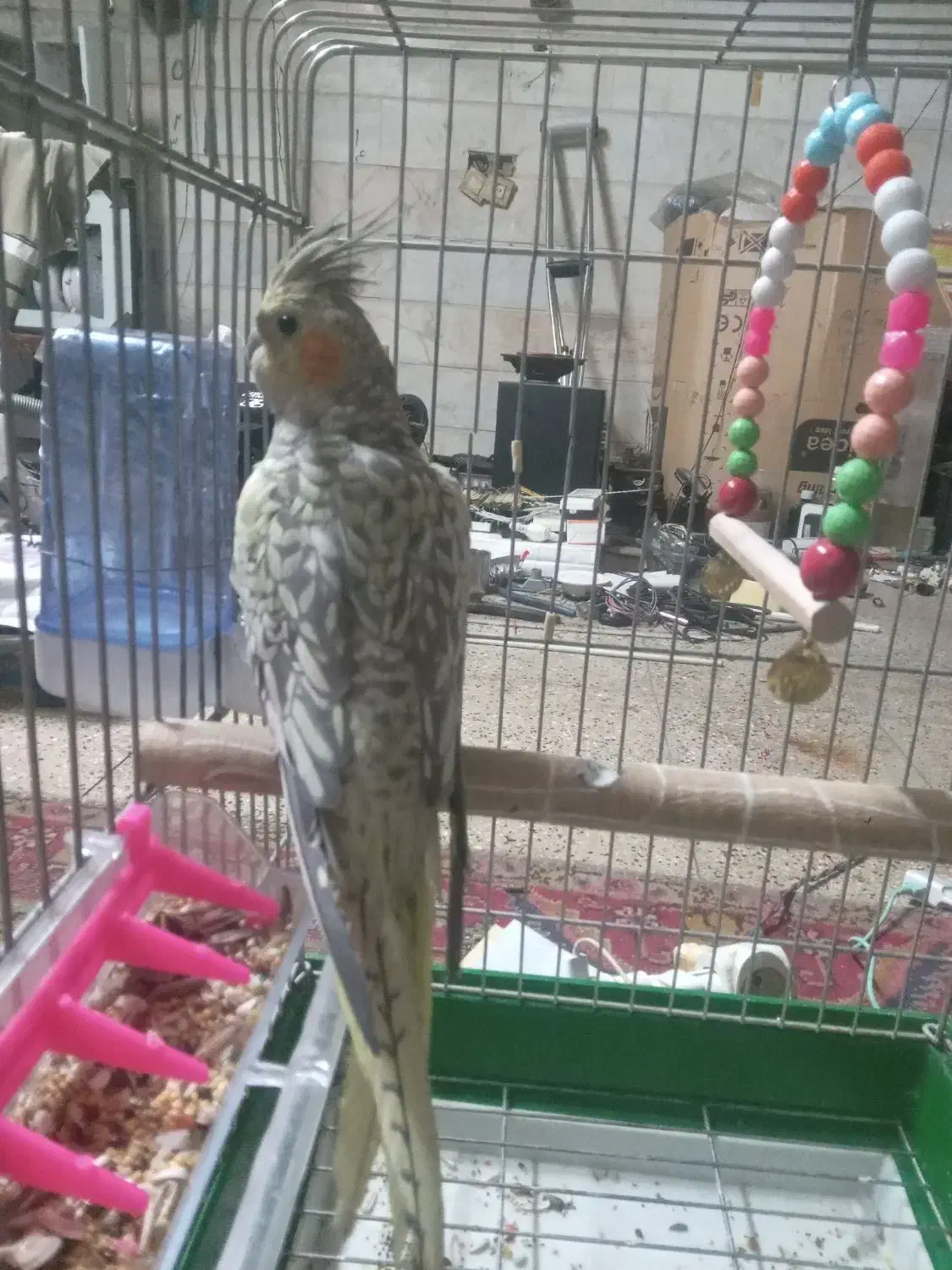 عروس هلندی  .|پرنده|تهران, فلسطین (میدان انقلاب)|دیوار