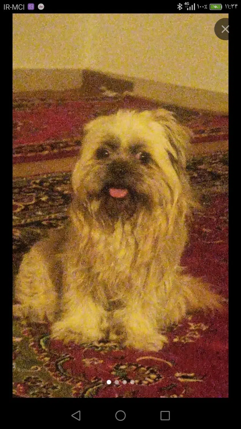 واگزاری داشتی سگ پا کوتاه  تحویل میگیرم|سگ|کرمانشاه, |دیوار