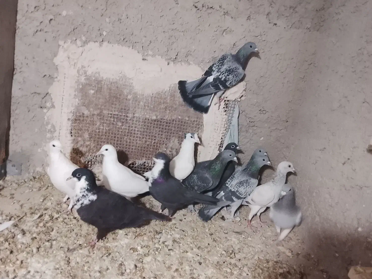 کفتر|پرنده|ماهان, |دیوار