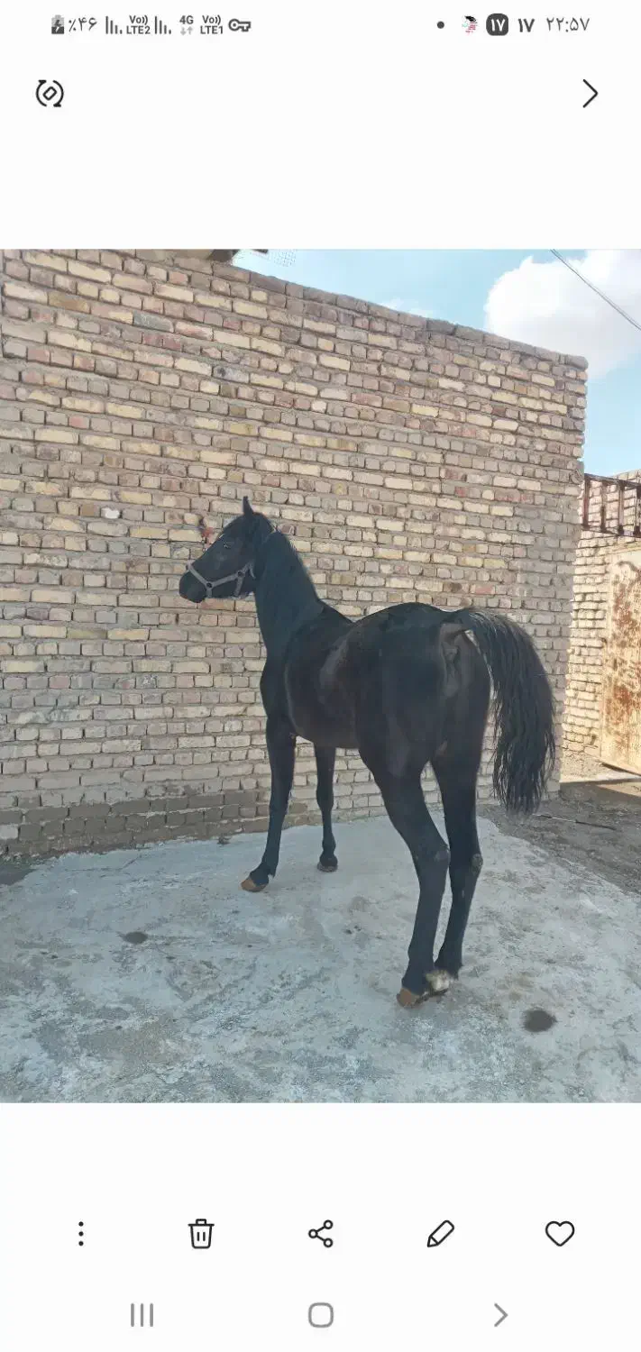 کره سام|اسب و تجهیزات اسب‌سواری|اراک, |دیوار