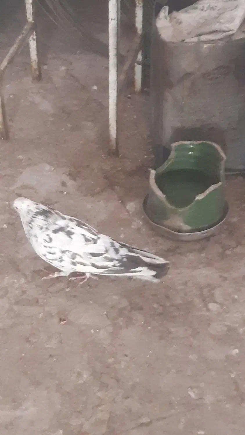 کبوتر نر|پرنده|قم, باغ کرباسی|دیوار