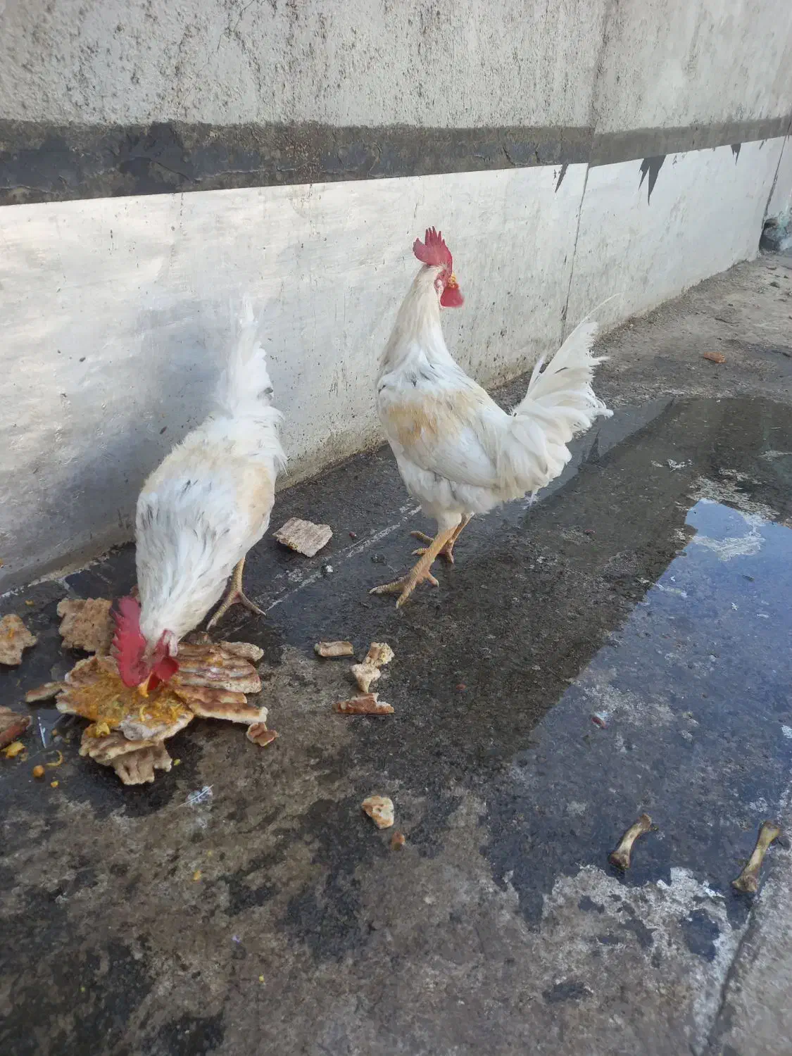 خروس یک ساله سالم و سرحال|حیوانات مزرعه|وحیدیه, |دیوار