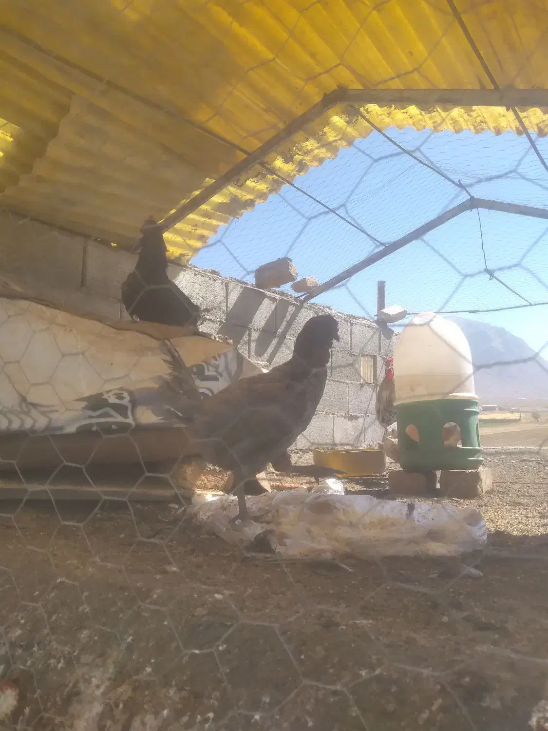 مرغ و خروس گیلین|حیوانات مزرعه|داران, |دیوار