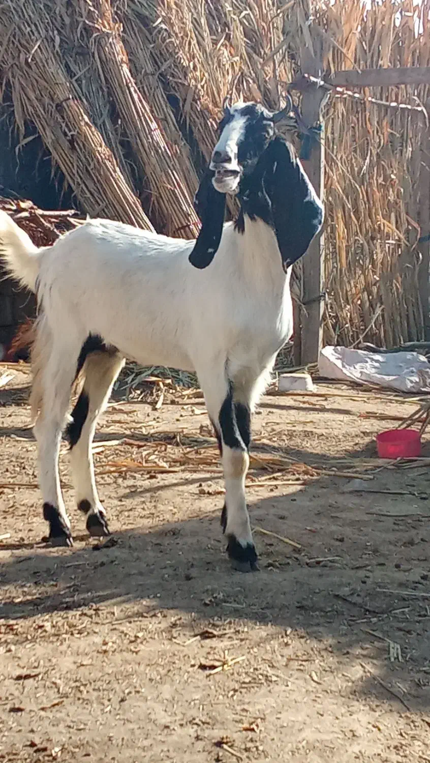 یک راس بز پاکستانی شیشک آبستن به شرط سنو|حیوانات مزرعه|سیمین شهر, |دیوار