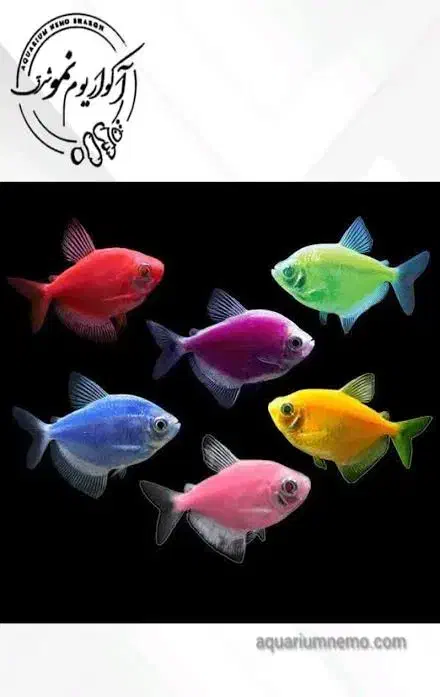 ماهی کالر فیش|ماهی|مرودشت, ثبت احوال|دیوار