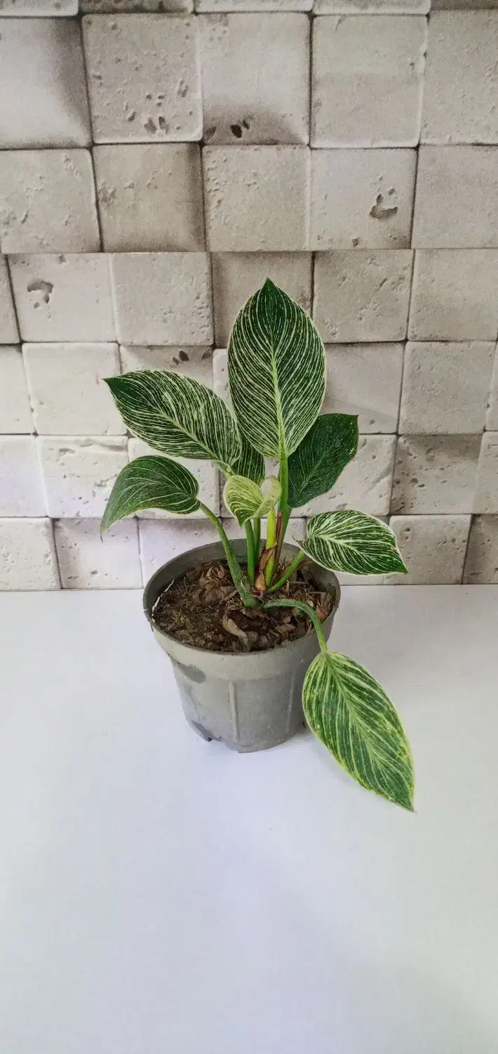 گل آپارتمانی زاموفیلیا و...|گل و گیاه طبیعی|فردیس, شهرک ۱۱۰|دیوار