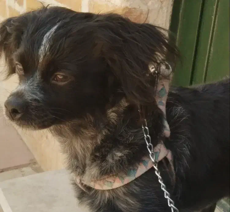 یک قلاده سک خانگی|سگ|چهارباغ, |دیوار