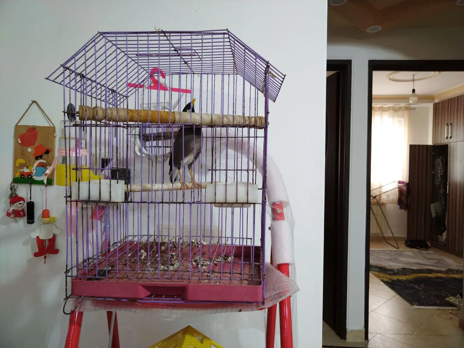 فروش فوریمرغ مینای شیطون و بلا|پرنده|رشت, خواهر امام|دیوار