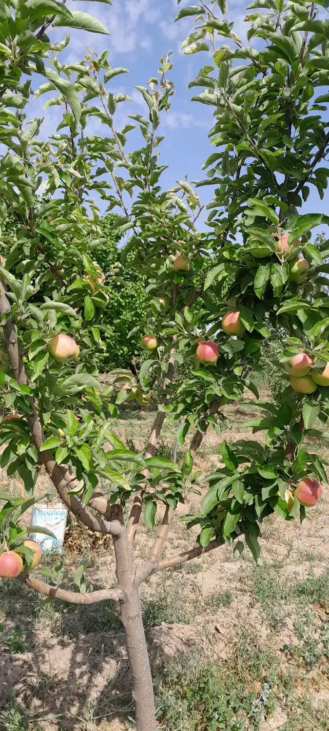 فروش باغ|فروش خانه و ویلا|یامچی, |دیوار