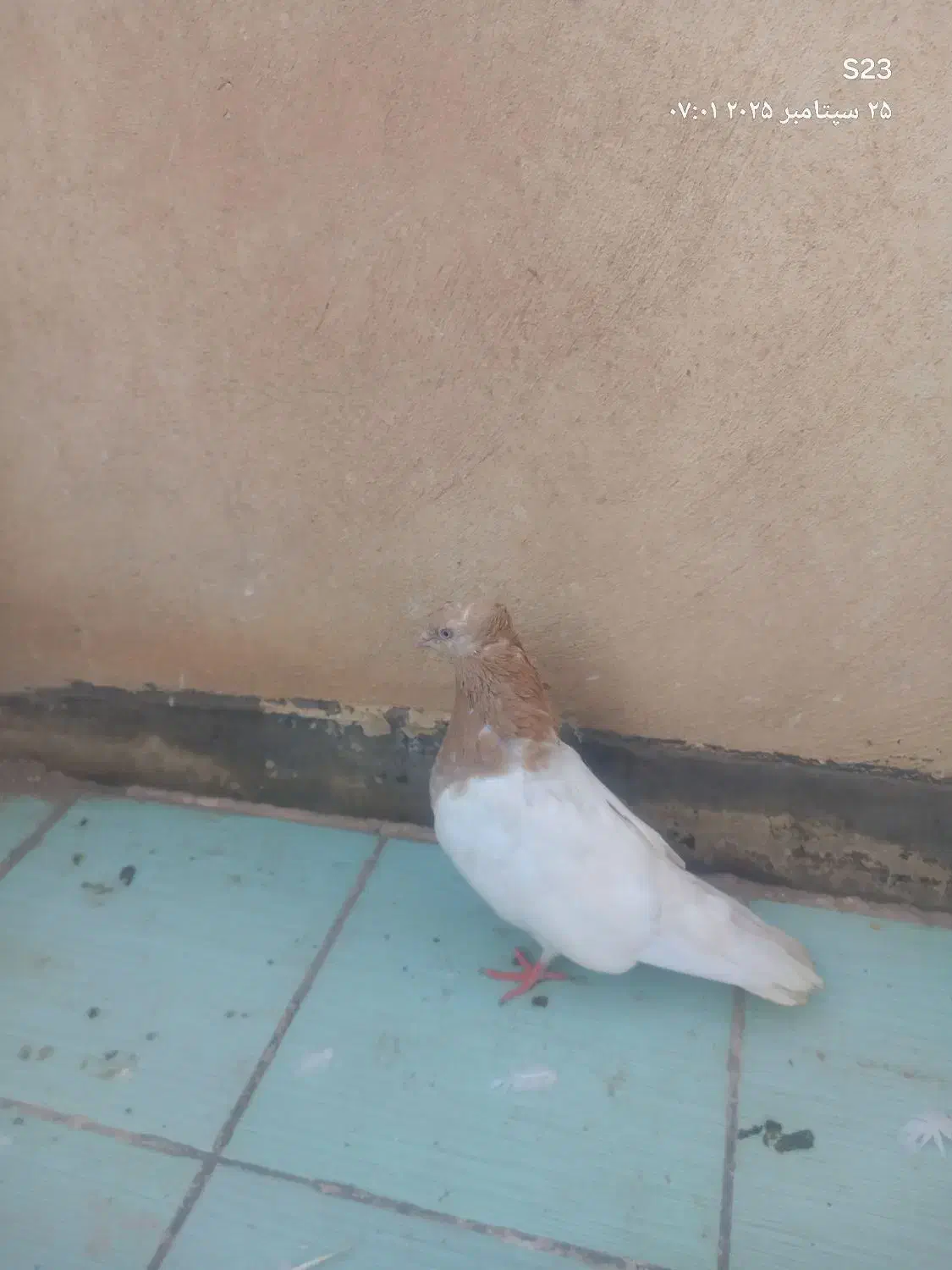 کفترسینه ای|پرنده|قم, میرزائیه|دیوار