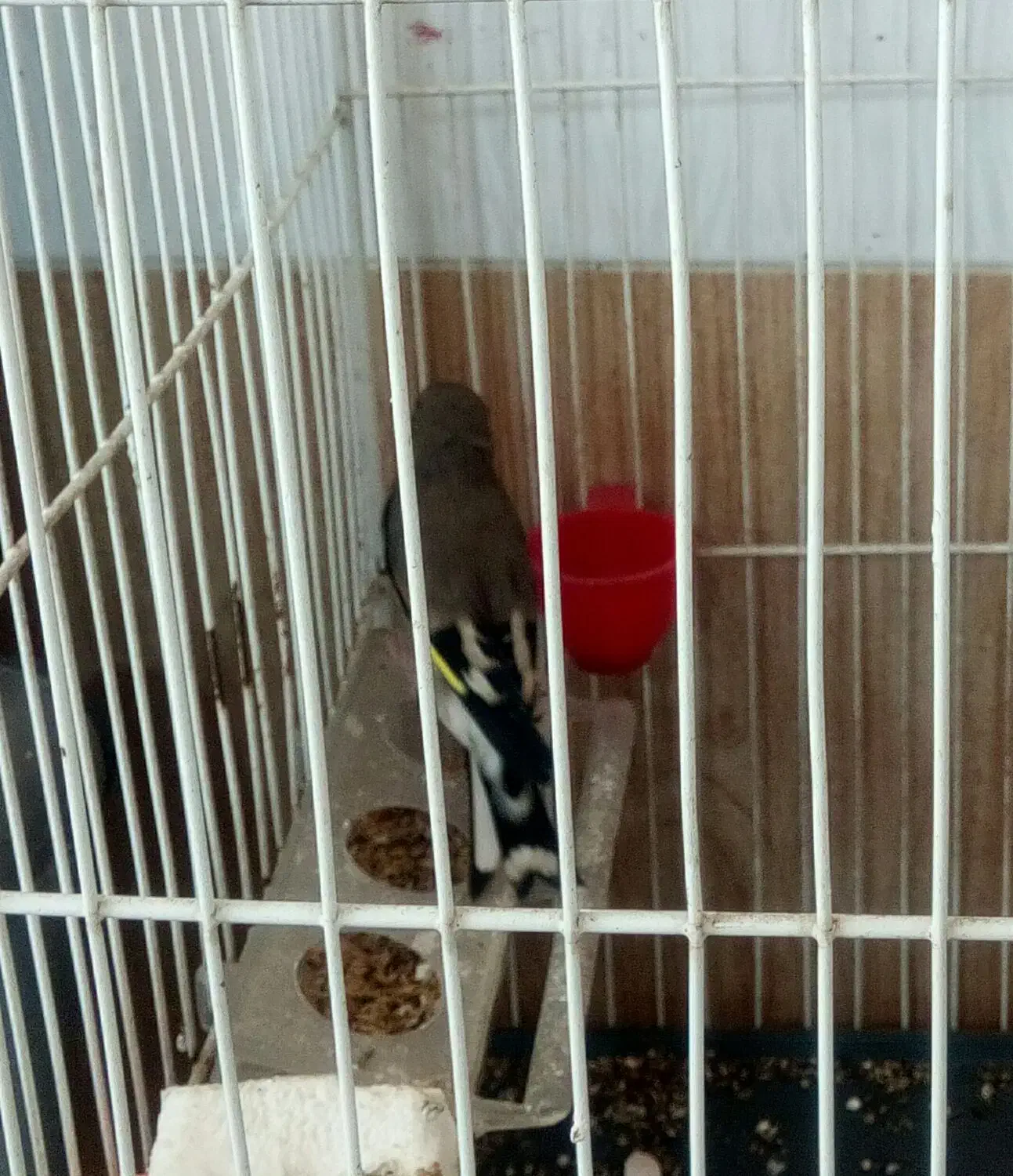 سهره و قناری فوری فروشی|پرنده|فردیس, شهرک هفده شهریور|دیوار