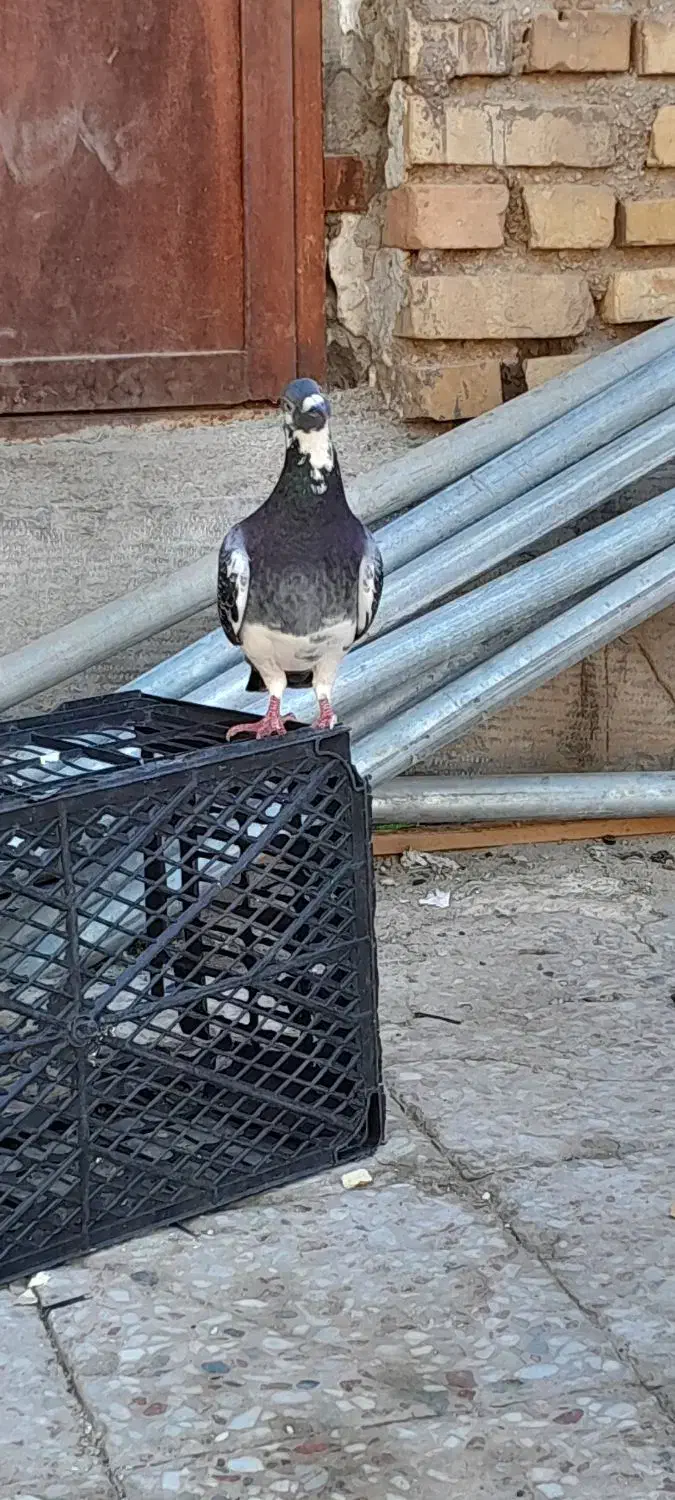 کبوتر|پرنده|کارون, |دیوار