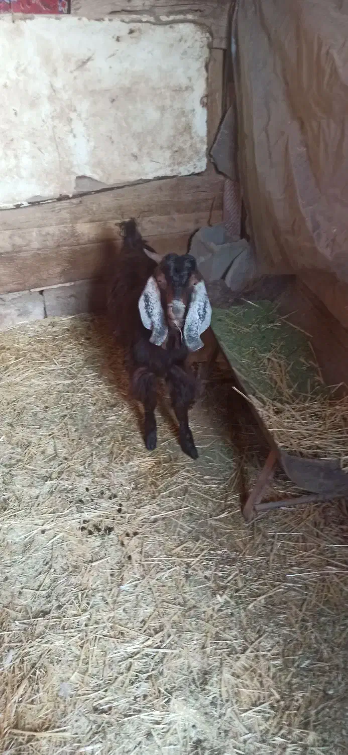 دو عدد بزغاله نر و ماده|حیوانات مزرعه|مبارکه, |دیوار