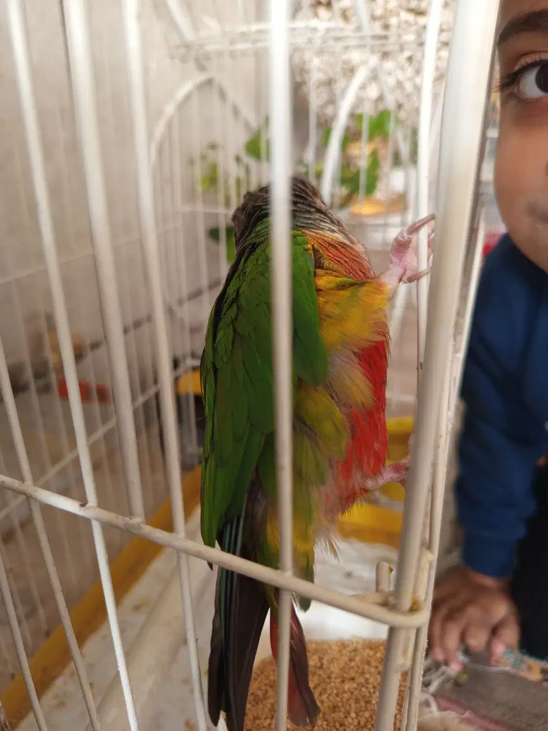 طوطی گریچینک کادوروز زن|پرنده|کاشان, خزاق|دیوار