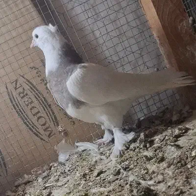 جوجه طوقی نقش|پرنده|کاشان, کارگر|دیوار