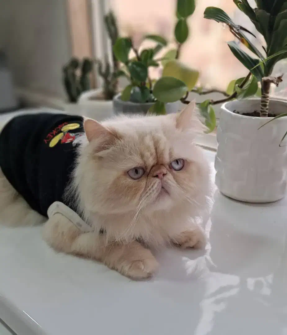 پرشین|گربه|بندر انزلی, پردیس|دیوار