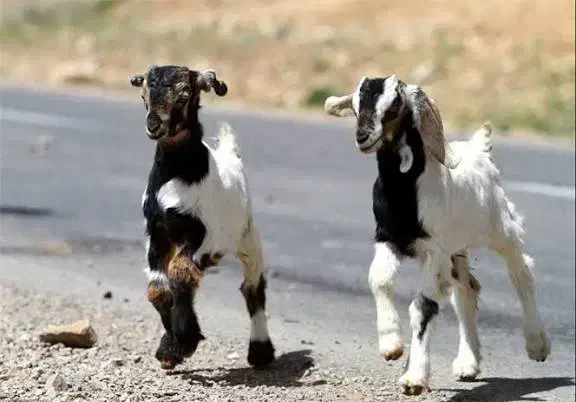 بز.|حیوانات مزرعه|گرمسار, |دیوار