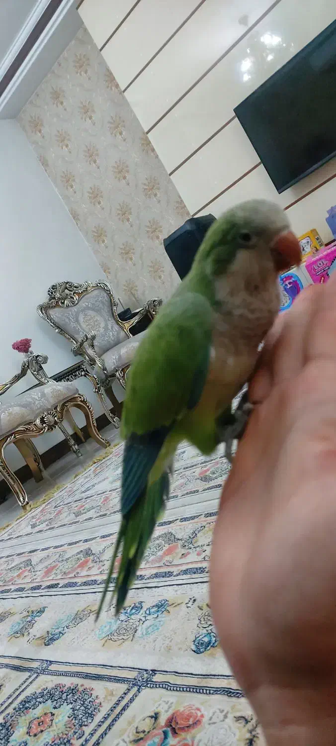 جوجه راهب|پرنده|ملارد, |دیوار